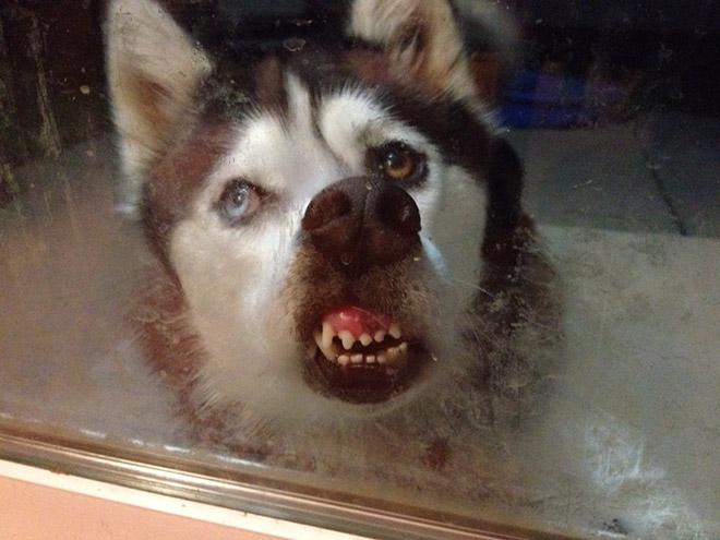 Dog licking a window.