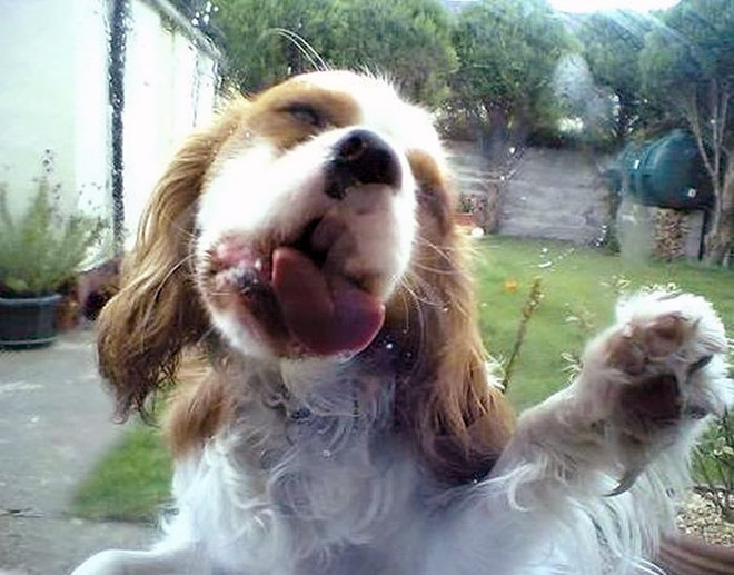 Dog licking a window.