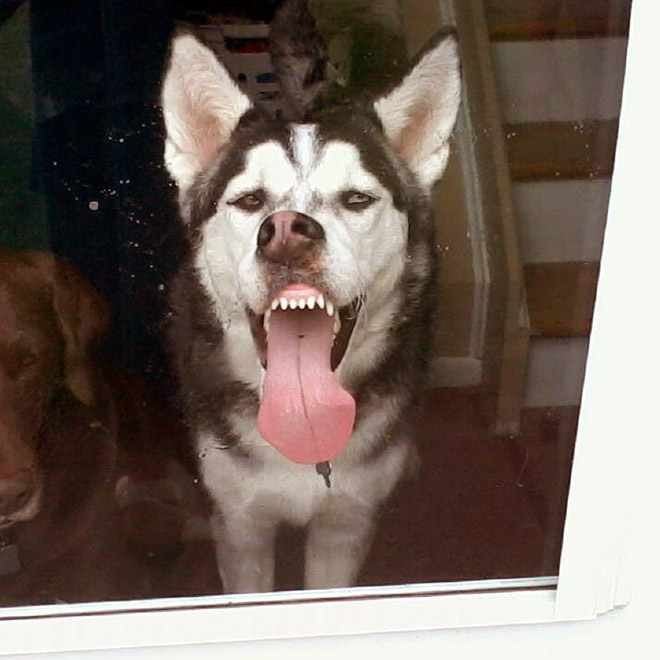 The window licker.