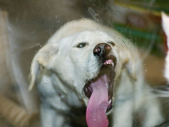 Dog licking a window.