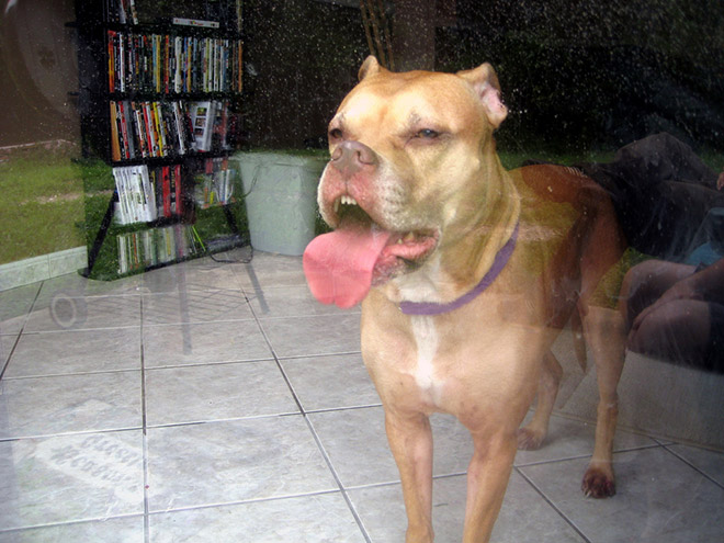 Dog licking a window.