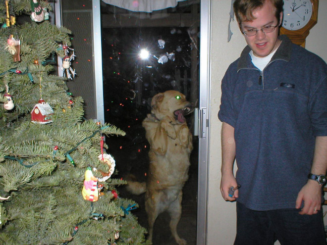 Dog licking a window.