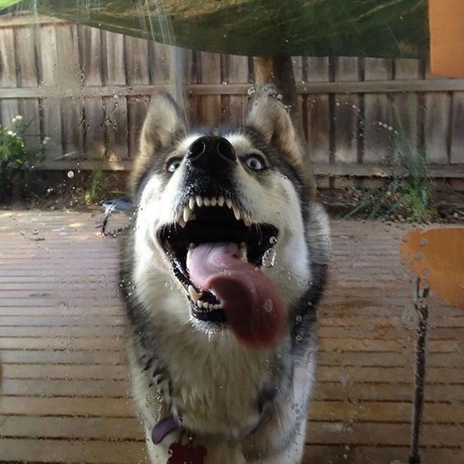 Dog licking a window.