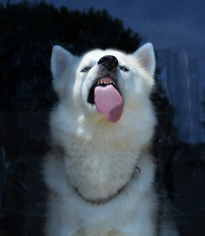 Dog licking a window.