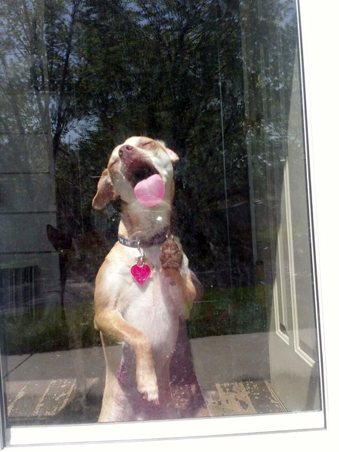 Dog licking a window.