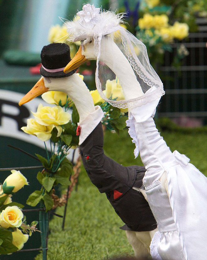 Annual duck fashion show.
