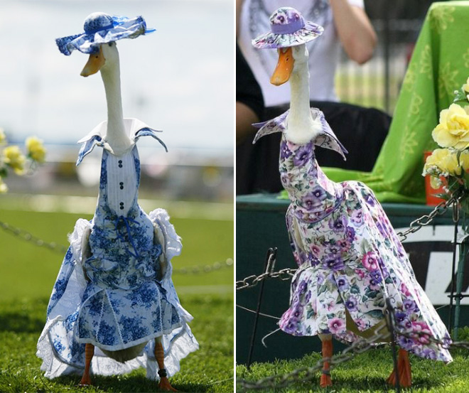 Annual duck fashion show.