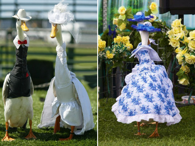 Annual duck fashion show.