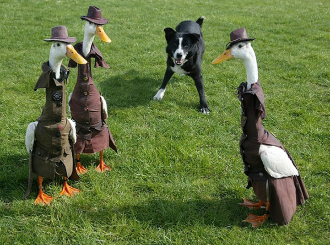 Annual duck fashion show.