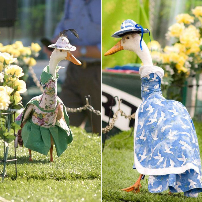 Annual duck fashion show.