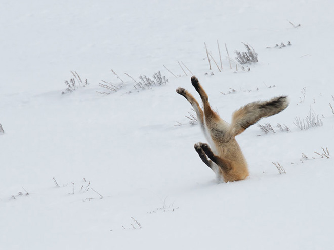 Funny animals photos are very satisfying to look at.