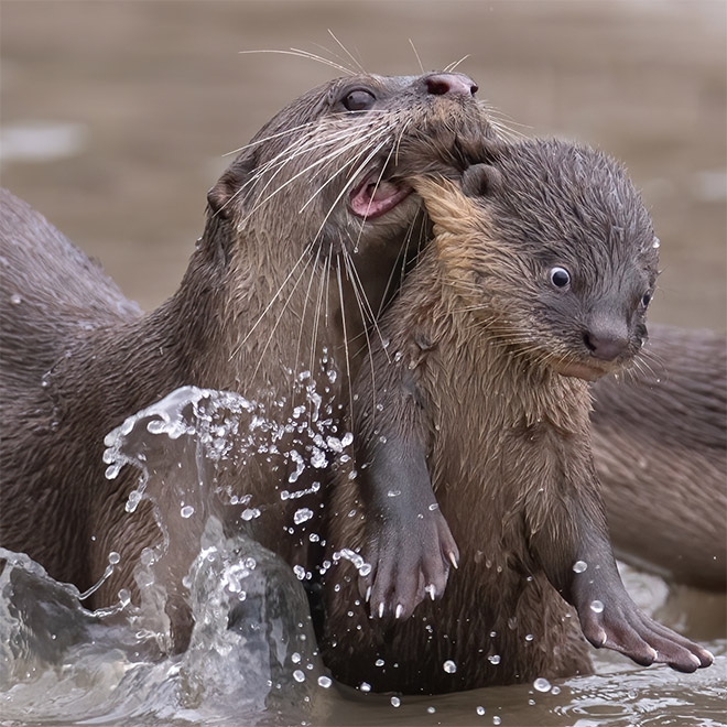 Funny animals photos are very satisfying to look at.