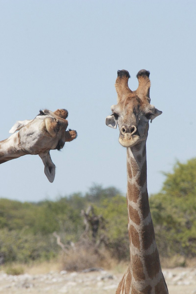 Funny animals photos are very satisfying to look at.