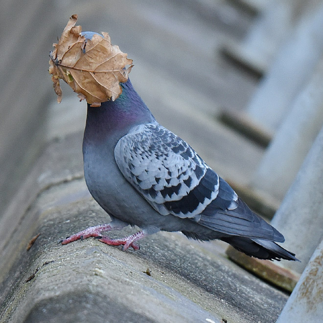 Funny animals photos are very satisfying to look at.