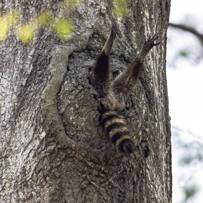 Funny animals photos are very satisfying to look at.