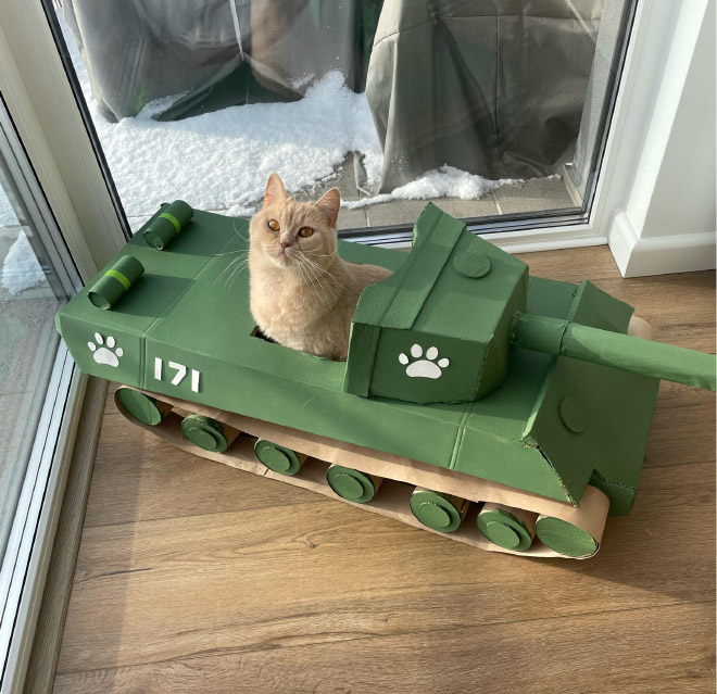 Cat army: cat in a cardboard tank.