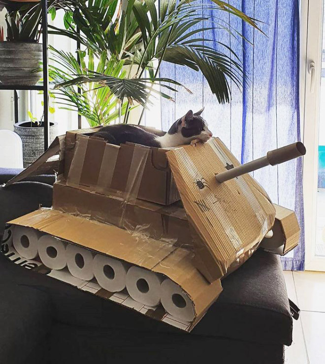 Cat army: cat in a cardboard tank.