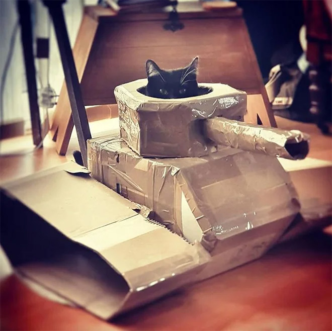 Cat army: cat in a cardboard tank.