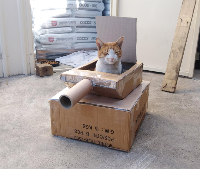 Cat army: cat in a cardboard tank.