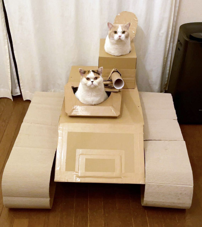 Cat army: cat in a cardboard tank.