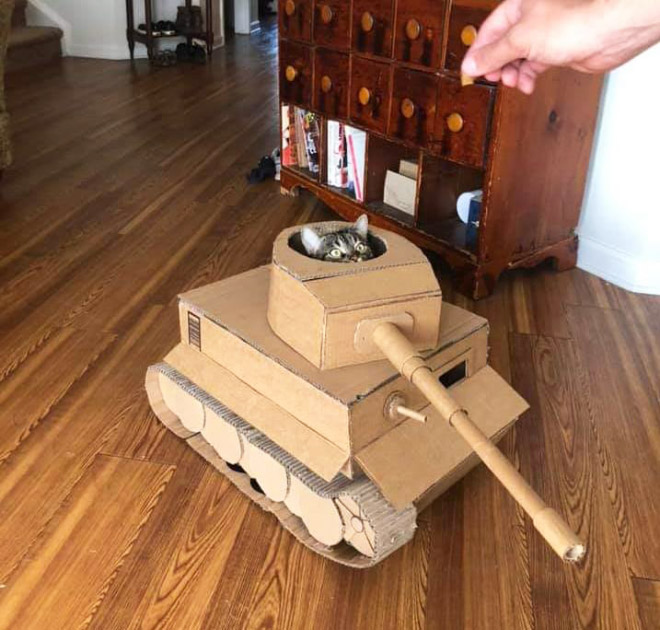 Cat army: cat in a cardboard tank.