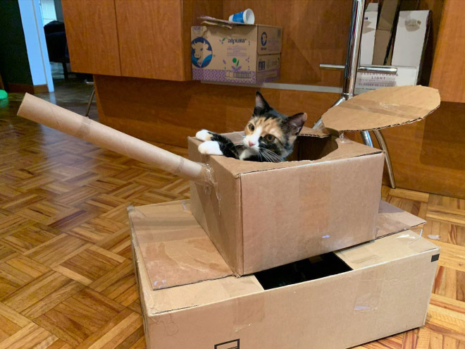 Cat army: cat in a cardboard tank.