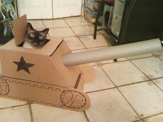 Cat army: cat in a cardboard tank.