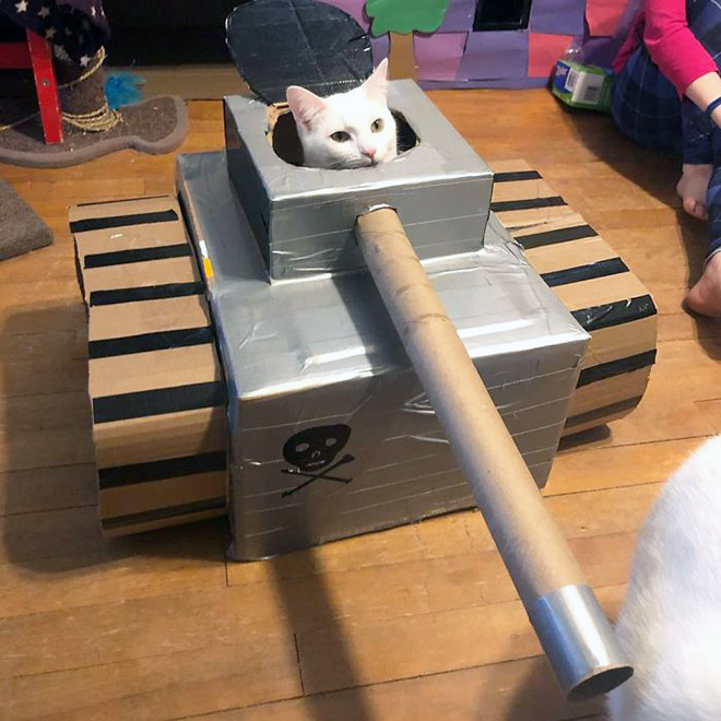 Cat army: cat in a cardboard tank.