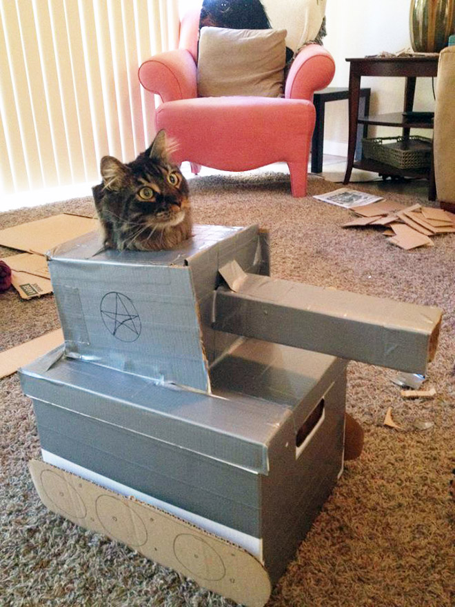 Cat army: cat in a cardboard tank.