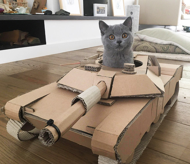 Cat army: cat in a cardboard tank.