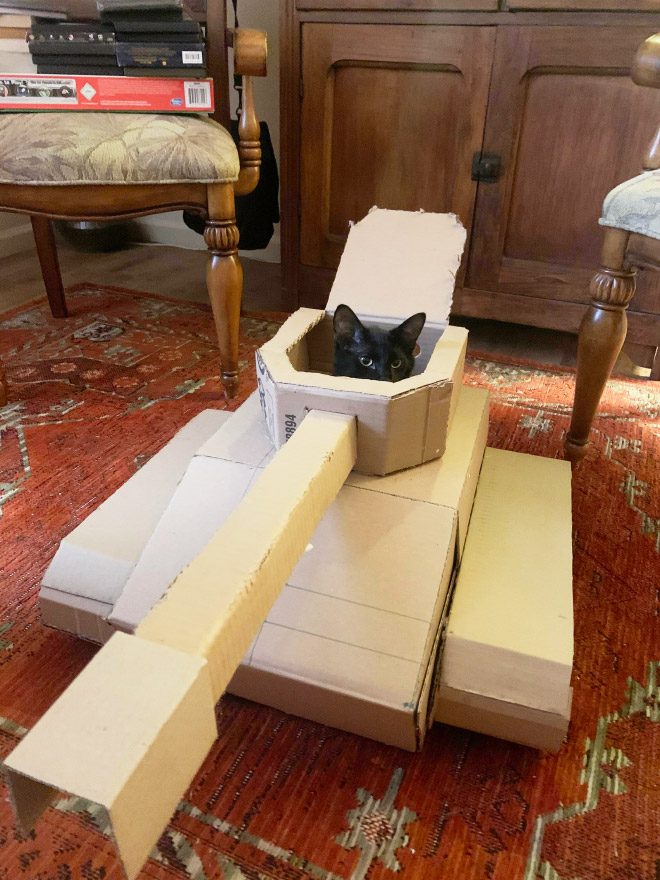 Cat army: cat in a cardboard tank.