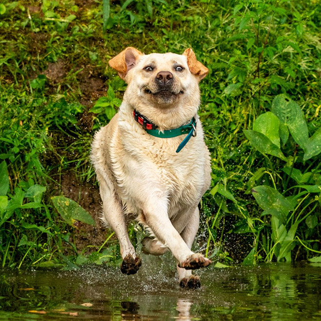 Funny photo from "Comedy Pet Photography Awards" contest.