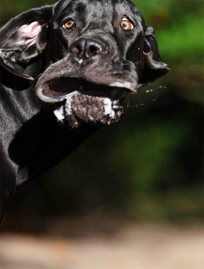 Funny photo from "Comedy Pet Photography Awards" contest.