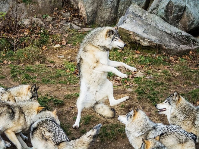 Funny photo from "Comedy Pet Photography Awards" contest.