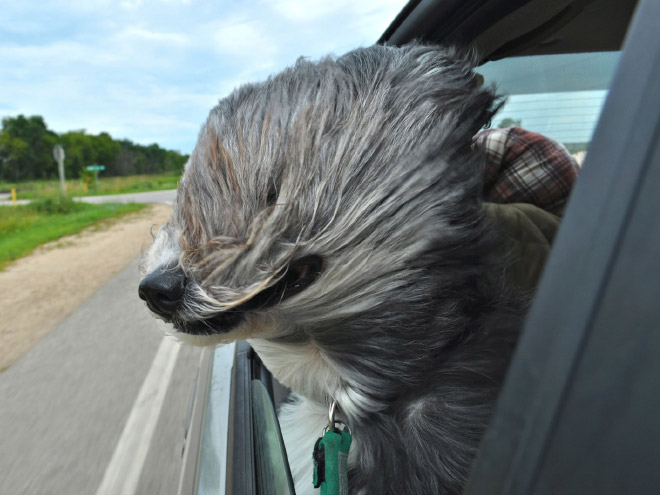 Funny photo from "Comedy Pet Photography Awards" contest.