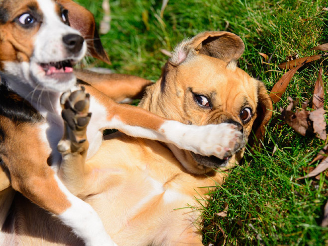 Funny photo from "Comedy Pet Photography Awards" contest.