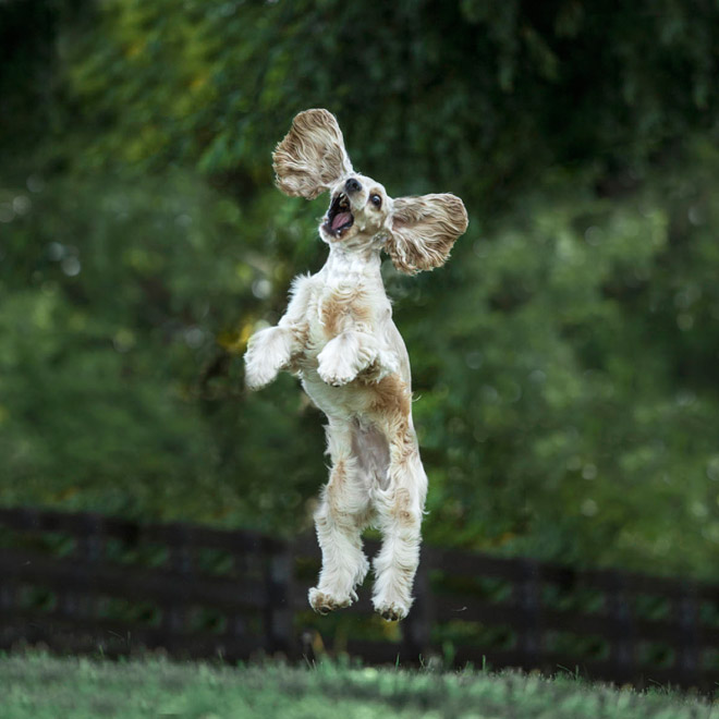 Funny photo from "Comedy Pet Photography Awards" contest.