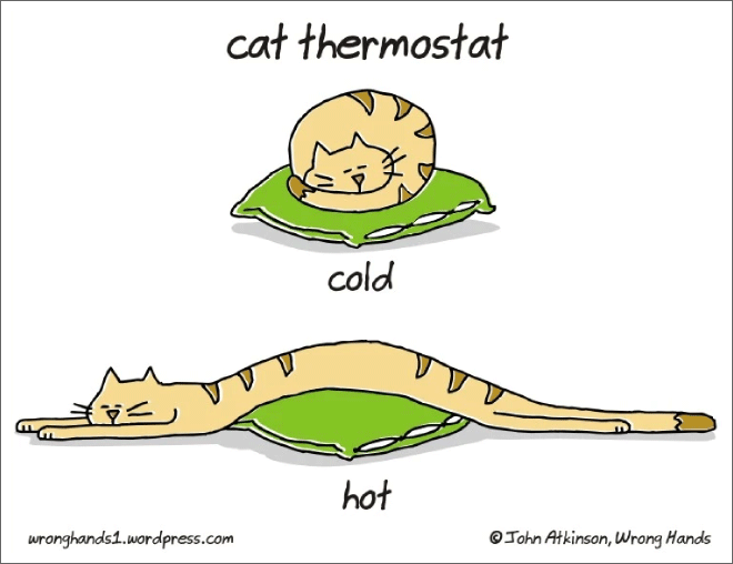 Cat thermostat.