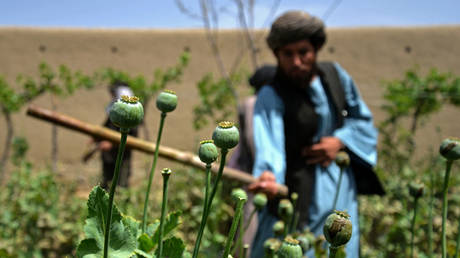 UN reveals what replaced Afghan heroin