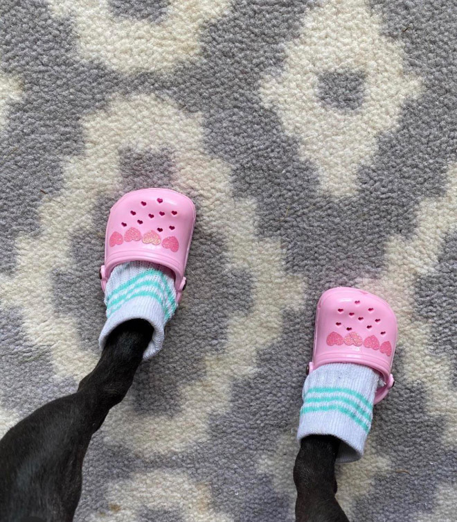 Dog Crocs. Yes, Crocs for your dog.