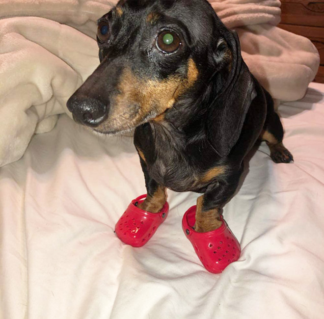 Dog Crocs. Yes, Crocs for your dog.