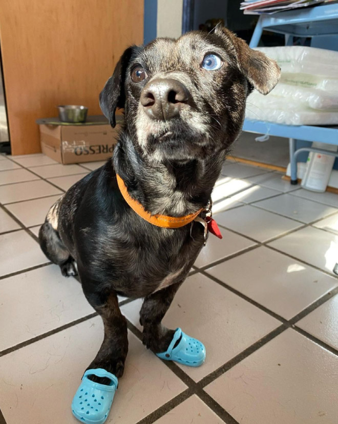 Dog Crocs. Yes, Crocs for your dog.