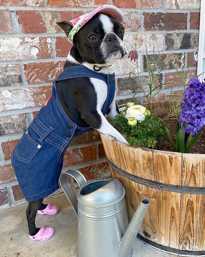 Dog Crocs. Yes, Crocs for your dog.