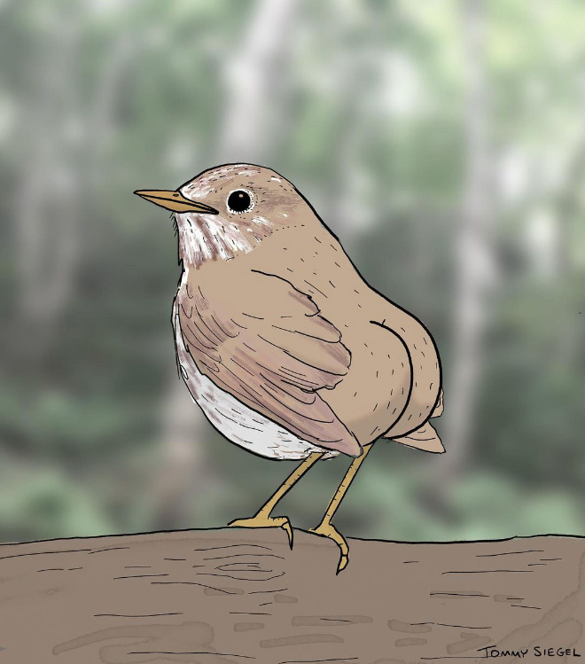 Extremely accurate bird drawing.