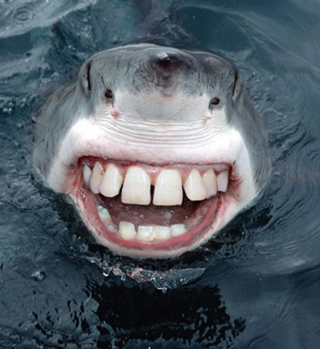Hilariously Weird Gallery of Sharks With Human Teeth