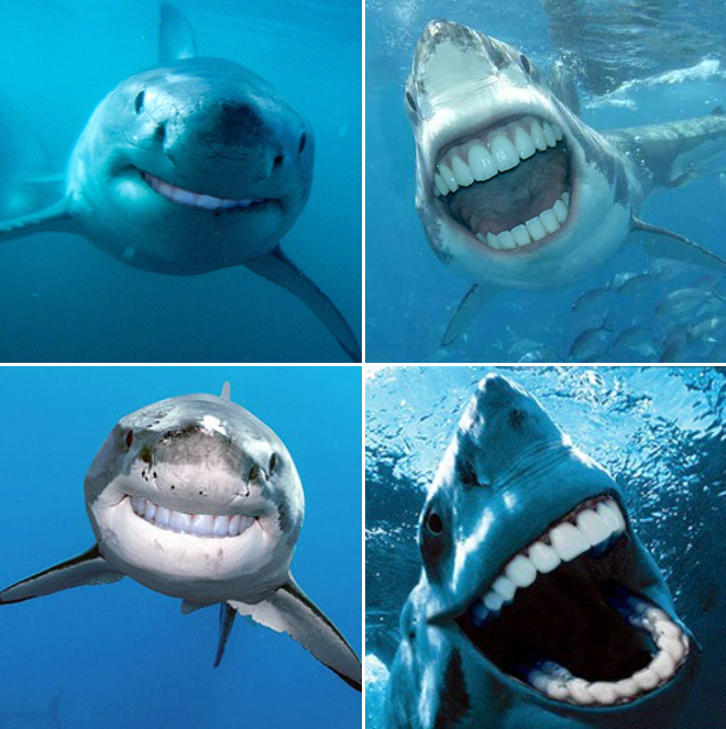 Sharks with human teeth.