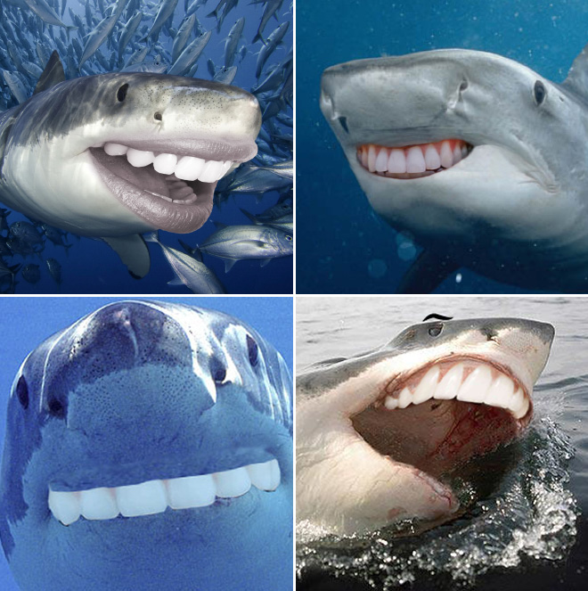 Sharks with human teeth.