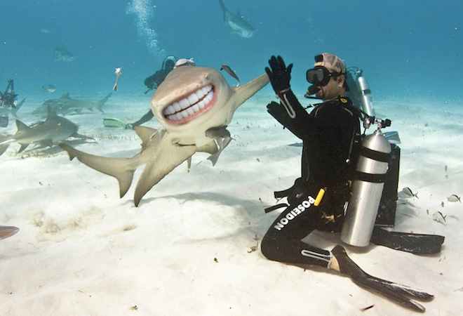 Shark with human teeth.