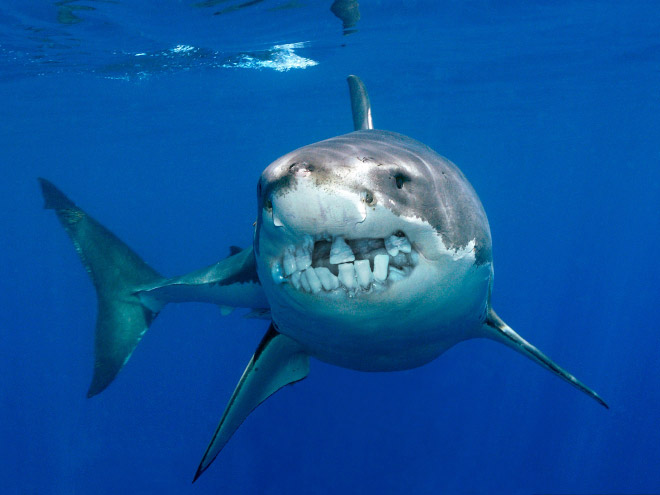 Shark with human teeth.