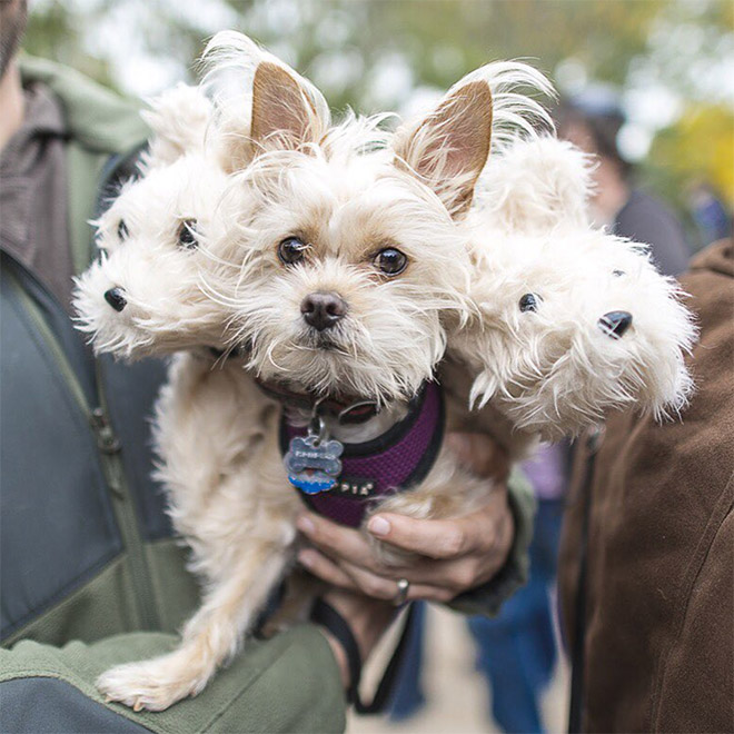 Cerberus dog costume for Halloween.